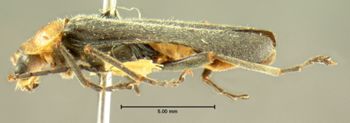 Media type: image;   Entomology 3407 Aspect: habitus lateral view